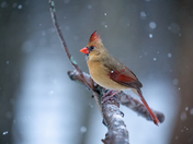 Northern Cardinal