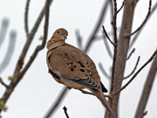Mourning Dove