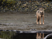 coastal wolf reflection
