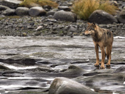 Vancouver Island coastal wolf
