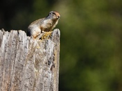 The Look Out