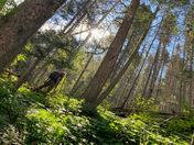 Santa Fe National Forest