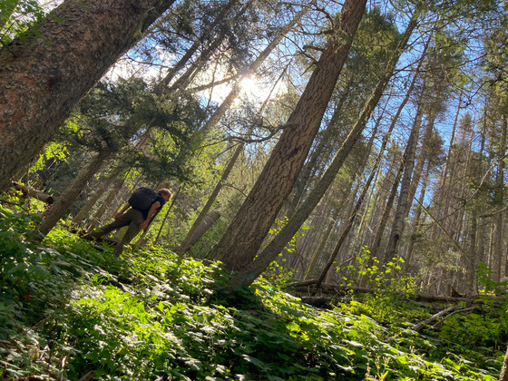 Santa Fe National Forest