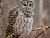 My Barred Owl Collection 2022/21