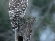 My Barred Owl Collection 2022/21 (2) 