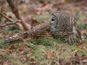 My Barred Owl Collection 2022/21 (2)