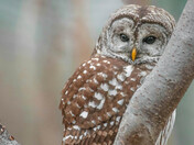 My Barred Owl Collection 2022/21 (3)