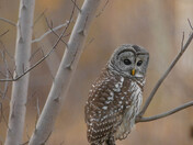 My Barred Owl Collection 2022/21 (3)