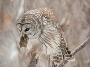 My Barred Owl Collection 2022/21 (3)