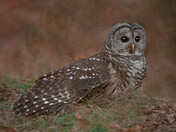 My Barred Owl Collection 2022/21 (3)