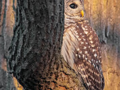 My Barred Owl Collection 2022/21 (4)