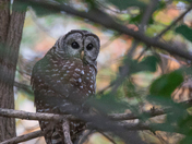 My Barred Owl Collection 2022/21 (4)