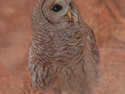 My Barred Owl Collection 2022/21 (5)