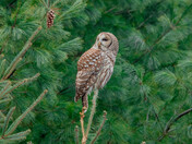 My Barred Owl Collection 2022/21 (5)