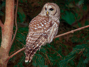 My Barred Owl Collection 2022/21 (5)