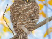 My Barred Owl Collection 2022/21 (5)