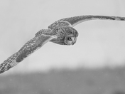 Short Eared Owl 21
