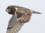 Short Eared Owl 21