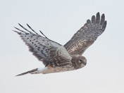 Adult Feamle Northern harrier 2022