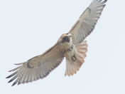 My Red-Tailed Hawk Collection 22