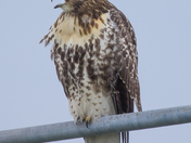 My Red-Tailed Hawk Collection 22