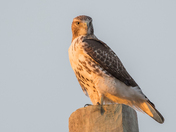 My Red-Tailed Hawk Collection 22