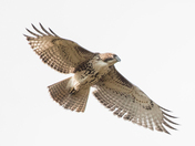 My Red-Tailed Hawk Collection 22
