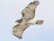 My Red-Tailed Hawk Collection 22