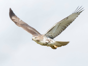 My Red-Tailed Hawk Collection 22