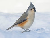 Tufted-Titmouse 21