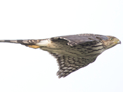 Female Cooper Hawk 