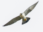 Peregrine Falcon 