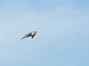 Peregrine Falcon 