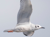 Bonaparte Gulls Collection 