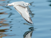 Bonaparte Gulls Collection 
