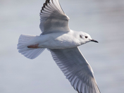 Bonaparte Gulls Collection 
