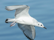 Bonaparte Gulls Collection 