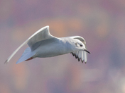 Bonaparte Gulls Collection 