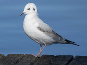 Bonaparte Gulls Collection 