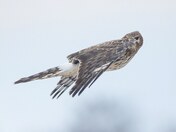 Adult female northern harrier 