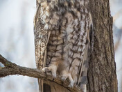 Long-Eared Owl 21