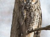 Long-Eared Owl 21