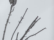 The Great Horned Owl 