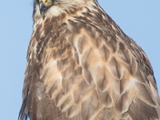 Rough-Legged Hawk 21