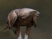 Golden Eagle portrait 21