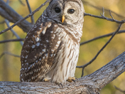 My Barred Owl Collection 2022/21 (6)