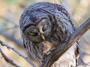 My Barred Owl Collection 2022/21 (6)