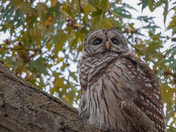 My Barred Owl Collection 2022/21 (6)
