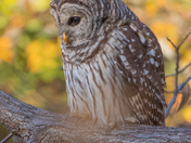 My Barred Owl Collection 2022/21 (6)