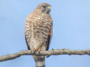 Rough-Legged Hawk 21